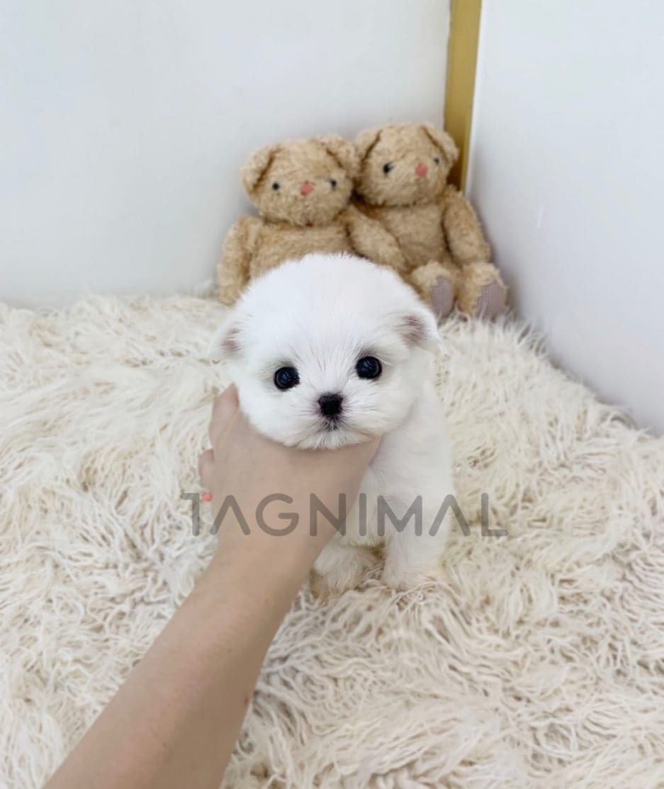 Maltese puppy for sale, dog for sale at Tagnimal