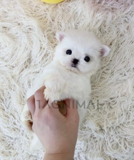 Maltese puppy for sale, dog for sale at Tagnimal