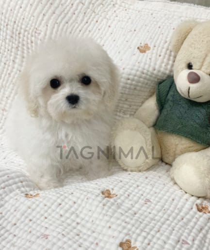 Bichon puppy for sale, dog for sale at Tagnimal