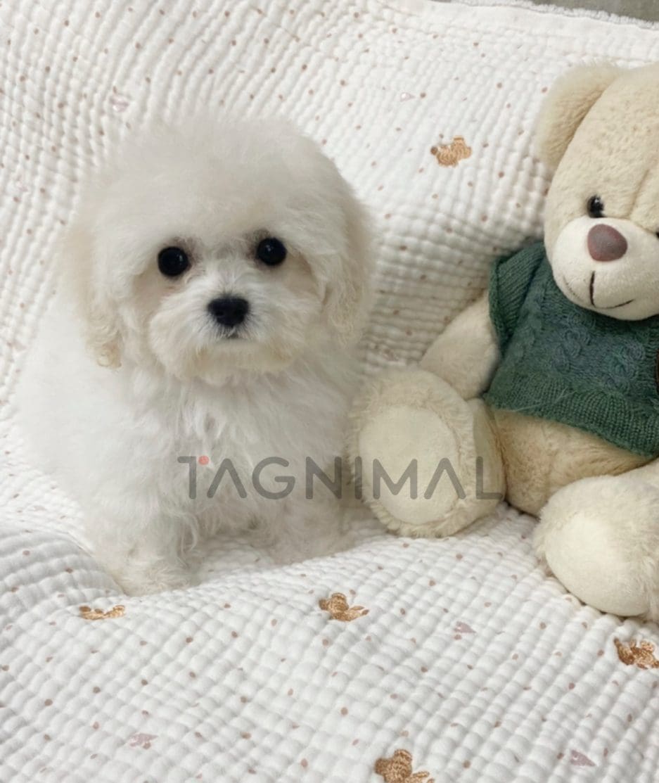 Bichon puppy for sale, dog for sale at Tagnimal