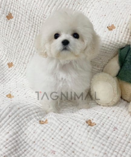 Bichon puppy for sale, dog for sale at Tagnimal