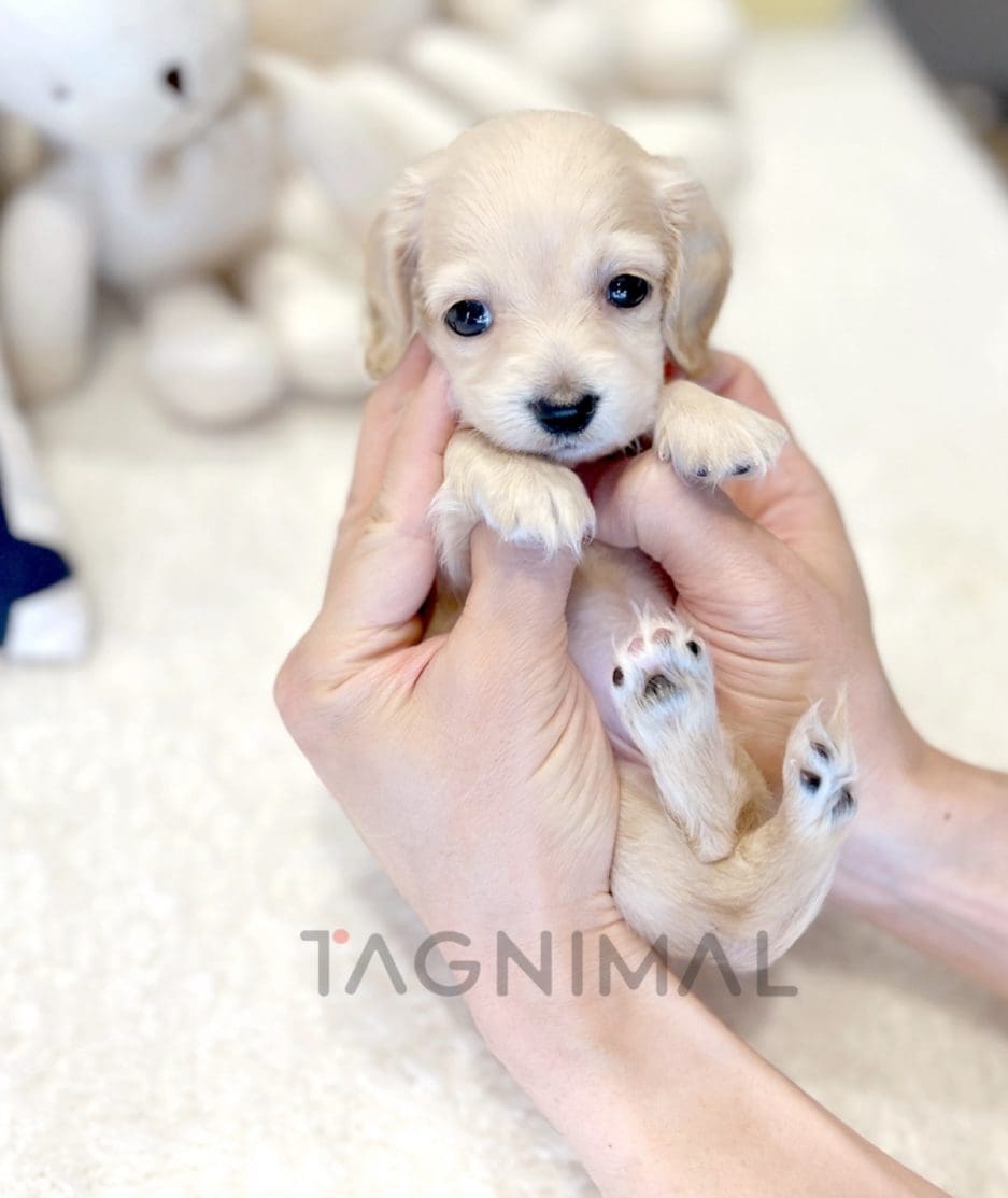 Dachshund puppy for sale, dog for sale at Tagnimal