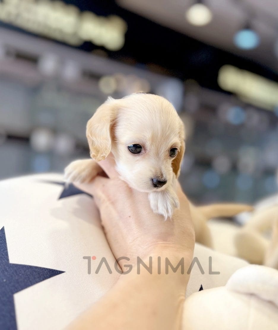 Dachshund puppy for sale, dog for sale at Tagnimal