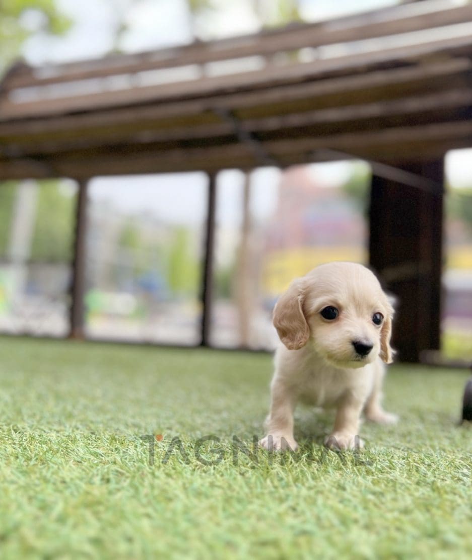 Dachshund puppy for sale, dog for sale at Tagnimal