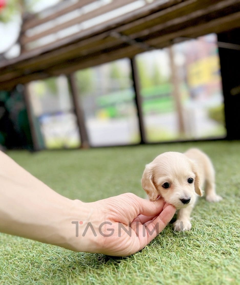 Dachshund puppy for sale, dog for sale at Tagnimal