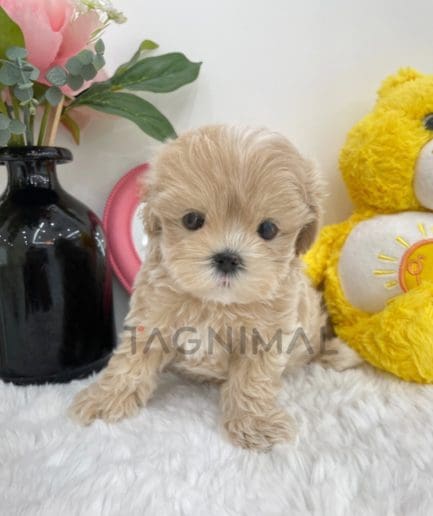 Maltipoo puppy for sale, dog for sale at Tagnimal