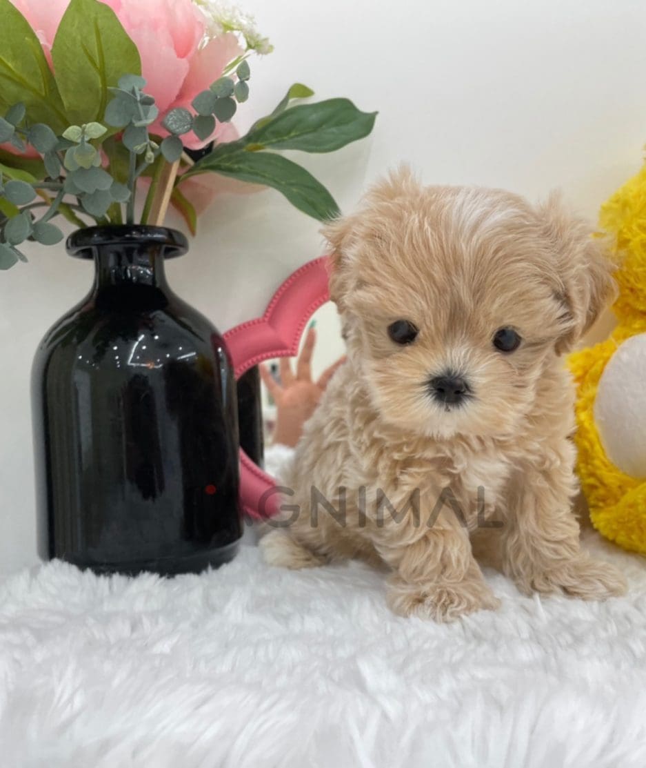 Maltipoo puppy for sale, dog for sale at Tagnimal