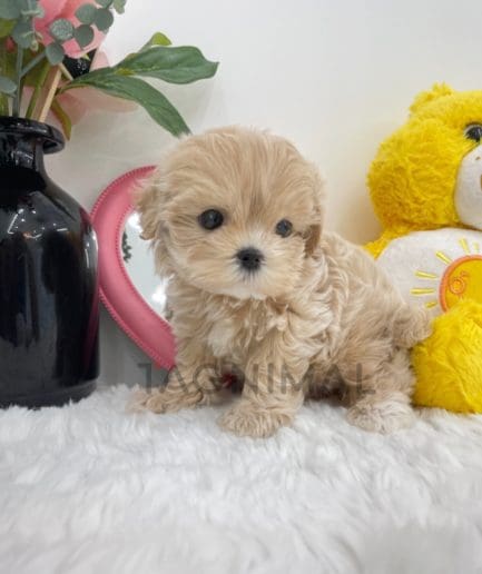 Maltipoo puppy for sale, dog for sale at Tagnimal