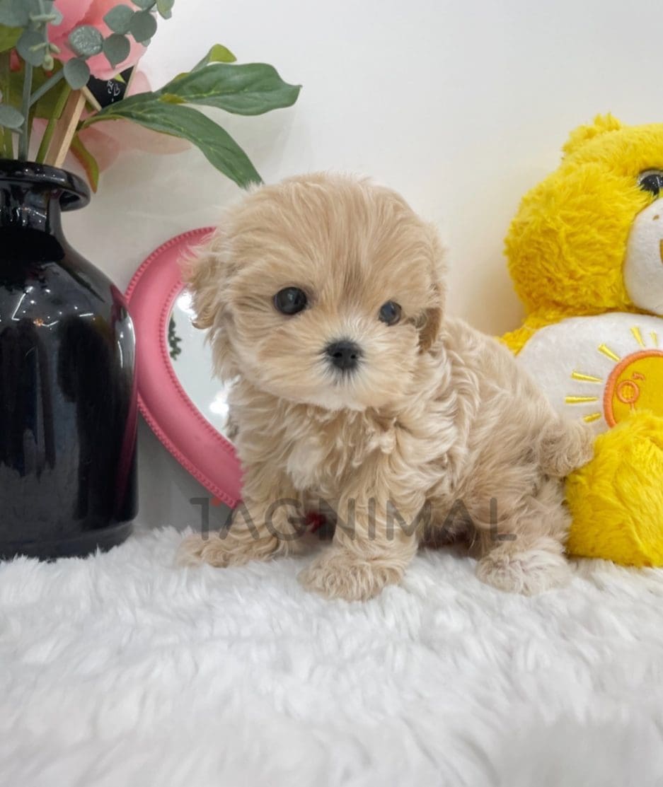 Maltipoo puppy for sale, dog for sale at Tagnimal