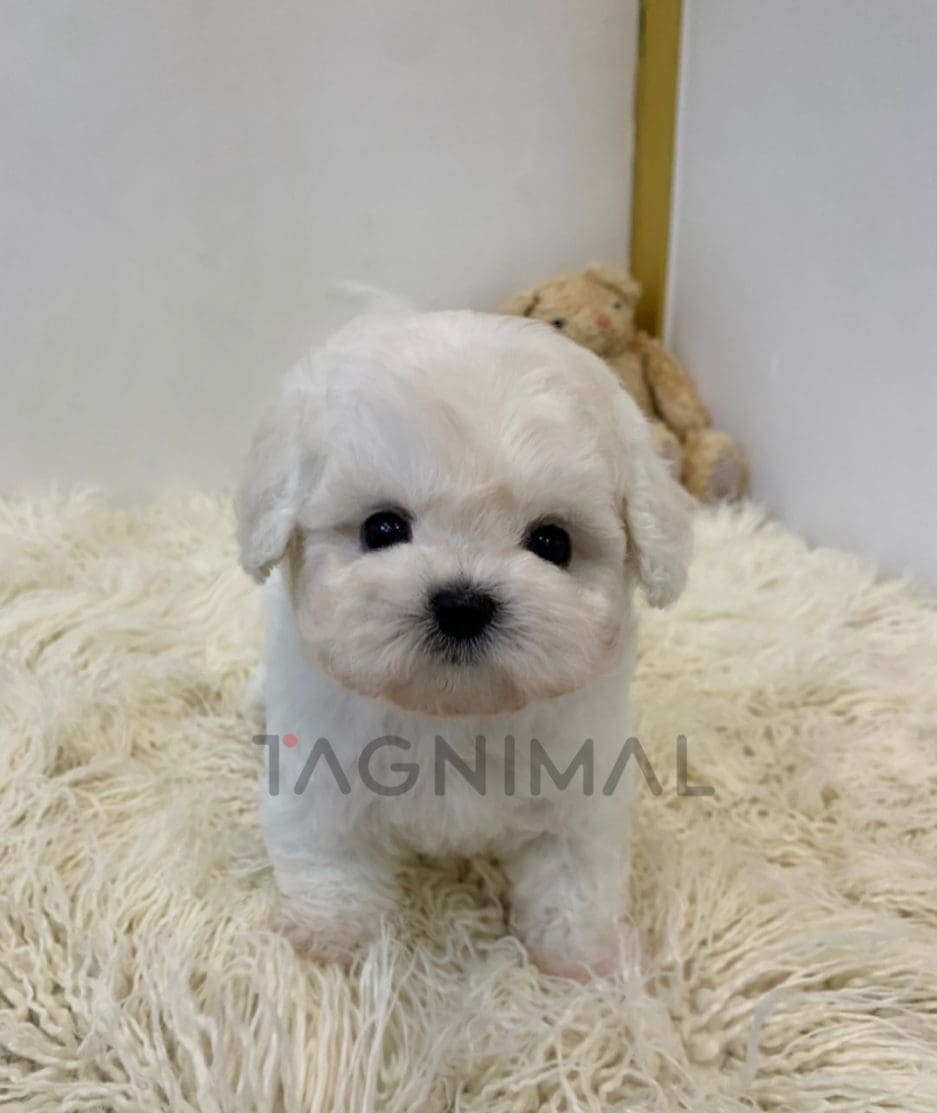 Bichon puppy for sale, dog for sale at Tagnimal