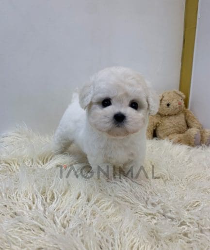 Bichon puppy for sale, dog for sale at Tagnimal