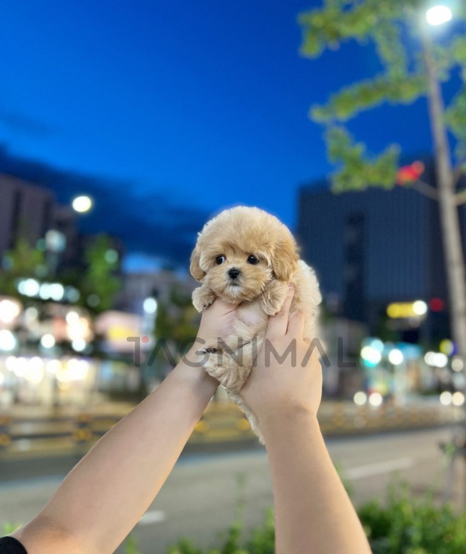 Maltipoo puppy for sale, dog for sale at Tagnimal