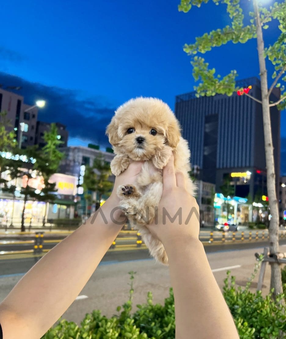 Maltipoo puppy for sale, dog for sale at Tagnimal