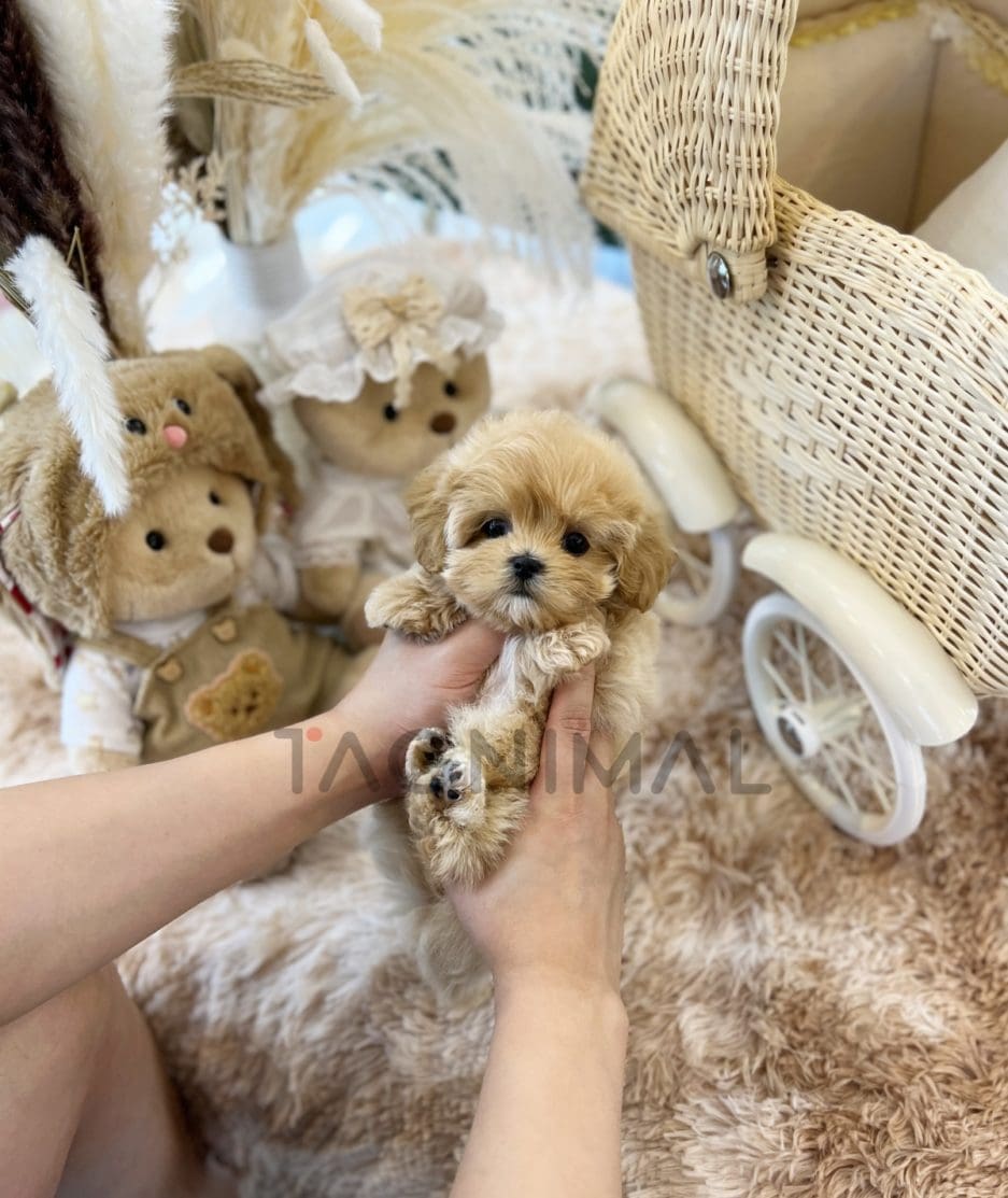 Maltipoo puppy for sale, dog for sale at Tagnimal