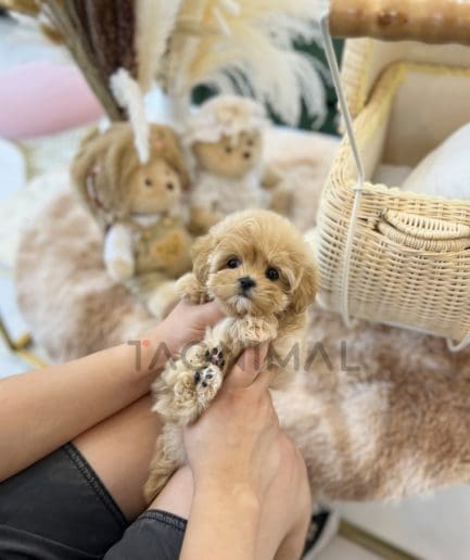 Maltipoo puppy for sale, dog for sale at Tagnimal