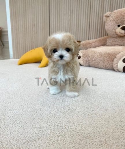 Maltipoo puppy for sale, dog for sale at Tagnimal