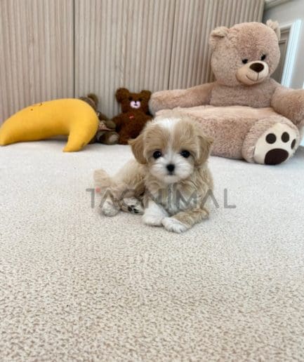 Maltipoo puppy for sale, dog for sale at Tagnimal