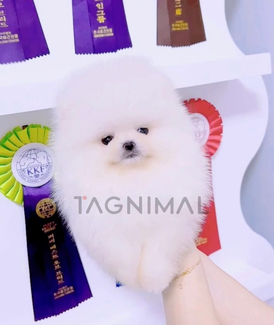 Pomeranian puppy for sale, dog for sale at Tagnimal