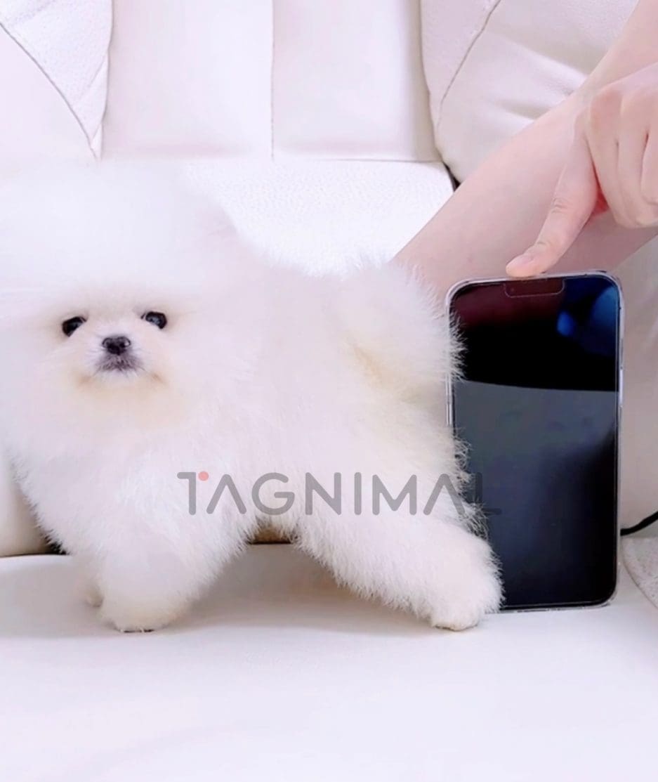 Pomeranian puppy for sale, dog for sale at Tagnimal