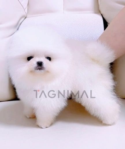 Pomeranian puppy for sale, dog for sale at Tagnimal