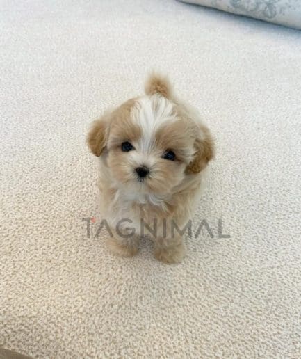 Maltipoo puppy for sale, dog for sale at Tagnimal