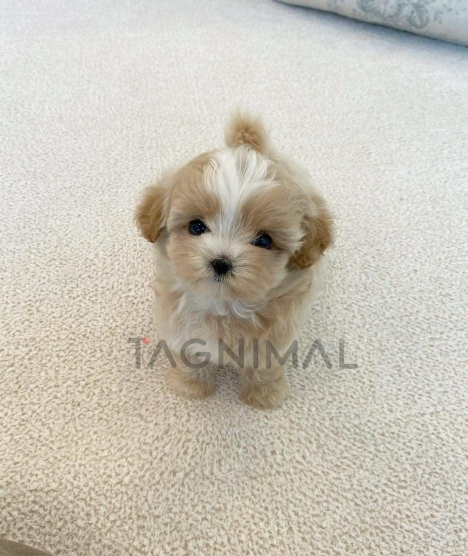 Maltipoo puppy for sale, dog for sale at Tagnimal