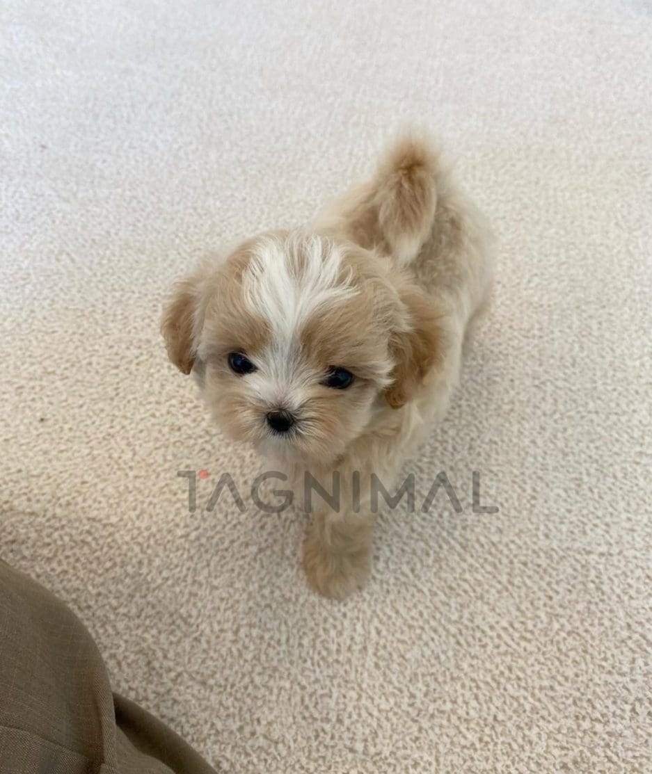 Maltipoo puppy for sale, dog for sale at Tagnimal