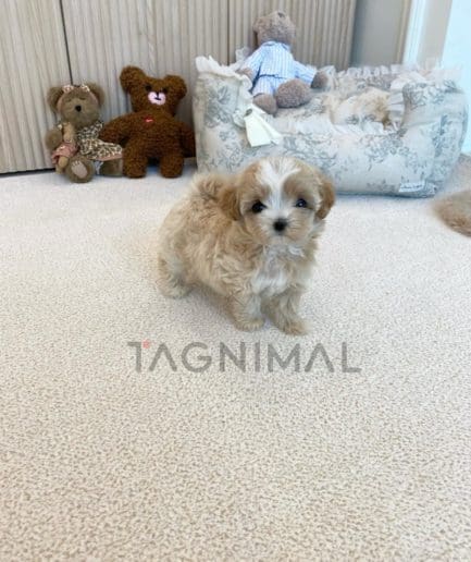 Maltipoo puppy for sale, dog for sale at Tagnimal