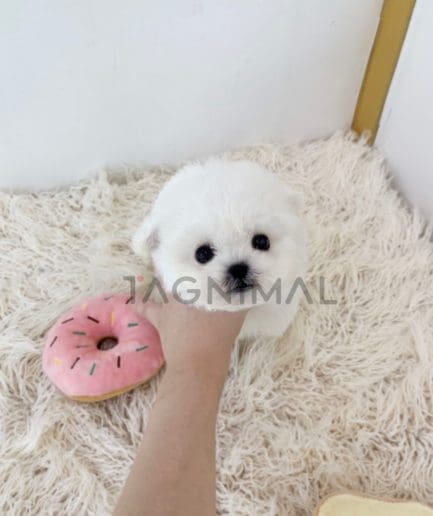 Bichon puppy for sale, dog for sale at Tagnimal