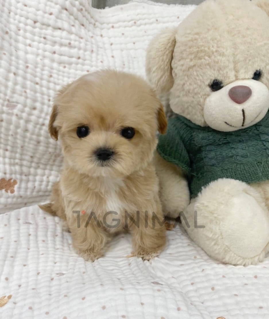 Maltipoo puppy for sale, dog for sale at Tagnimal