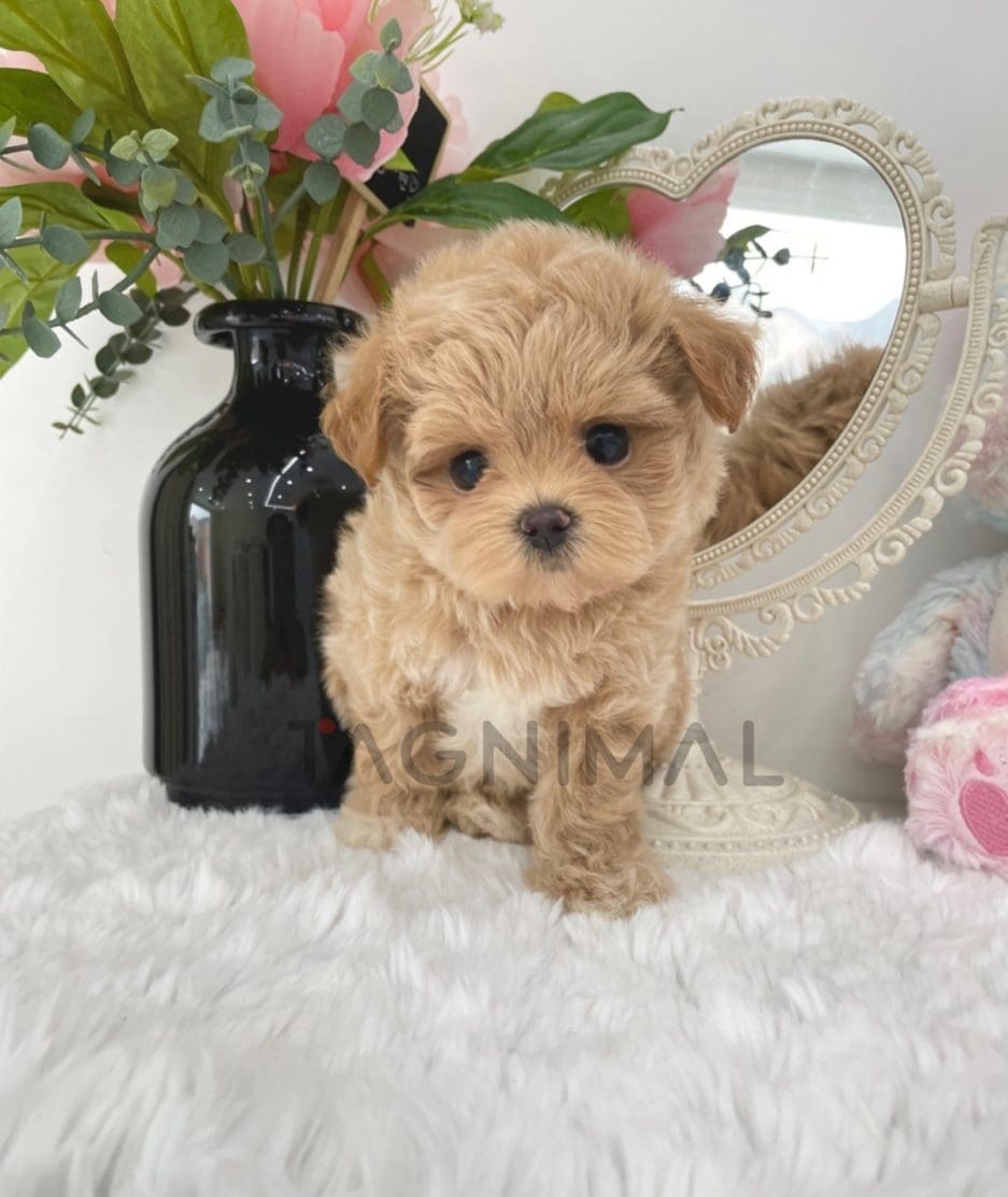 Maltipoo puppy for sale, dog for sale at Tagnimal