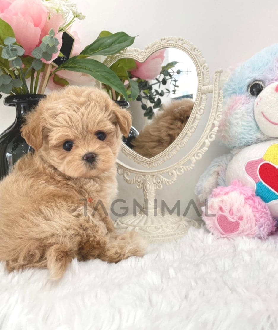 Maltipoo puppy for sale, dog for sale at Tagnimal