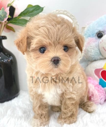 Maltipoo puppy for sale, dog for sale at Tagnimal