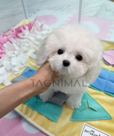 Bichon puppy for sale, dog for sale at Tagnimal