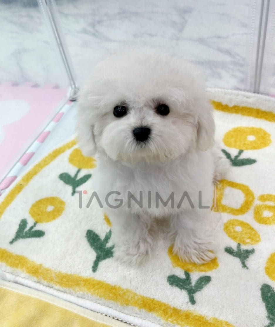 Bichon puppy for sale, dog for sale at Tagnimal