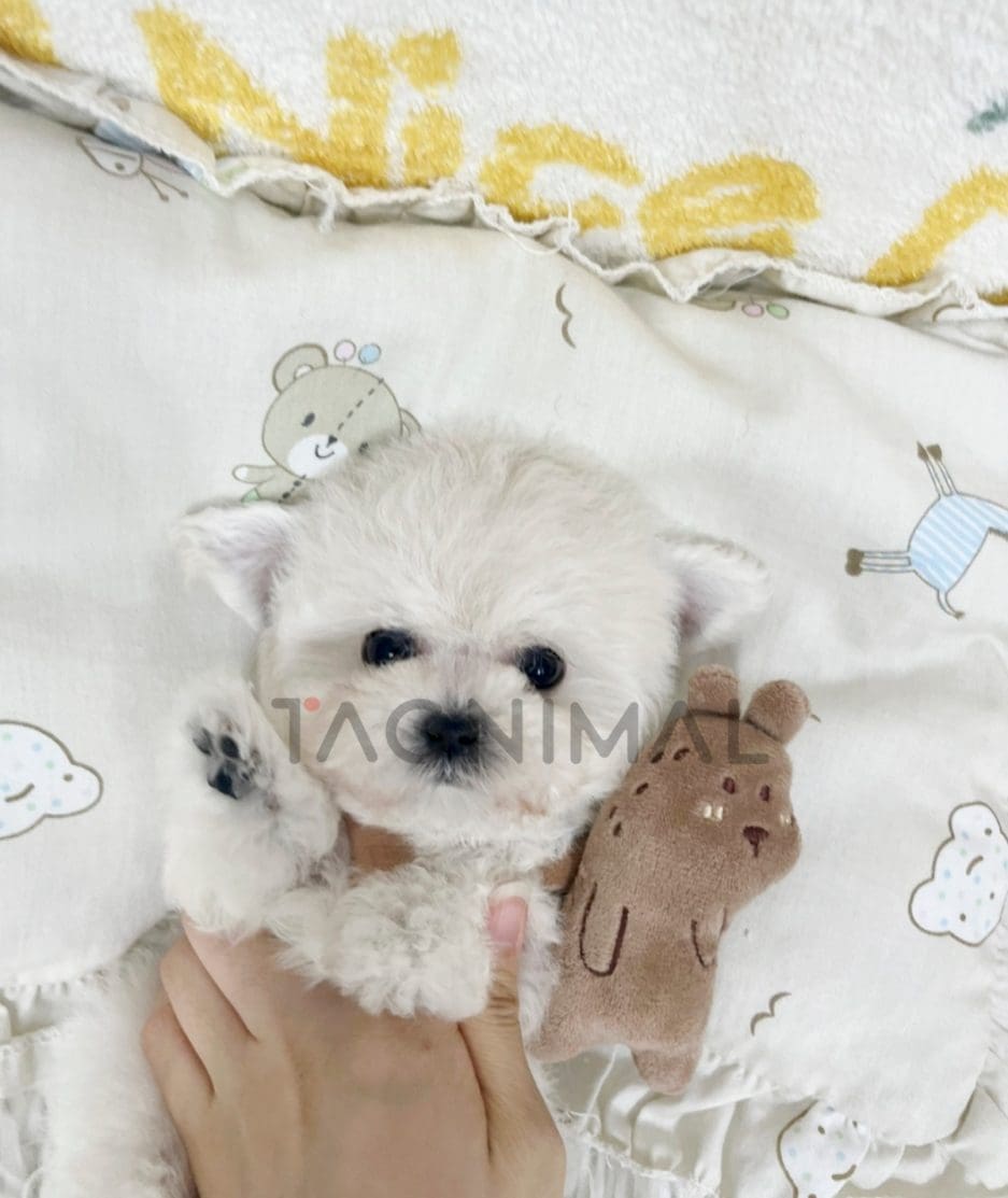 Bichon puppy for sale, dog for sale at Tagnimal