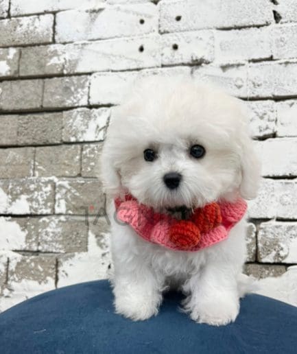 Bichon puppy for sale, dog for sale at Tagnimal