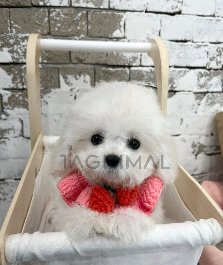 Bichon puppy for sale, dog for sale at Tagnimal