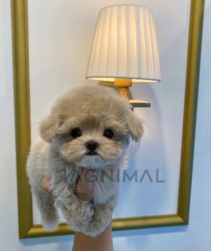 Maltipoo puppy for sale, dog for sale at Tagnimal