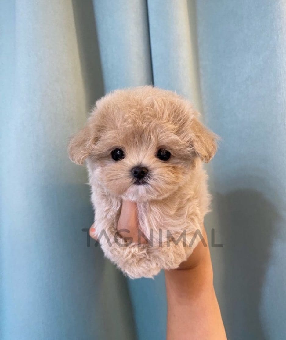 Maltipoo puppy for sale, dog for sale at Tagnimal