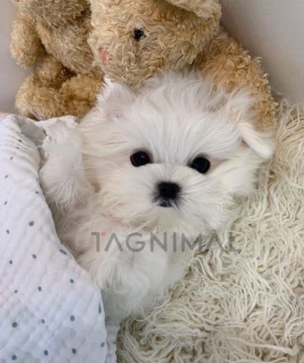 Maltese puppy for sale, dog for sale at Tagnimal