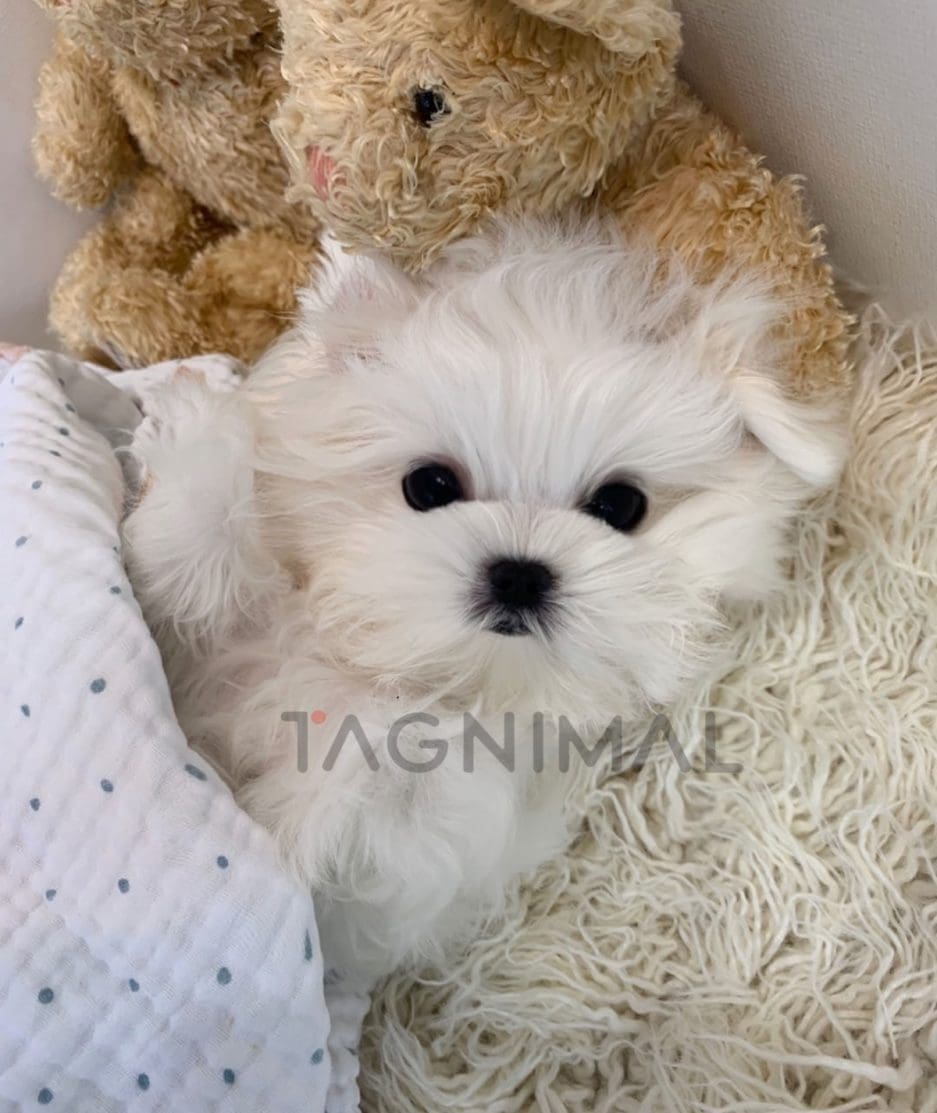 Maltese puppy for sale, dog for sale at Tagnimal