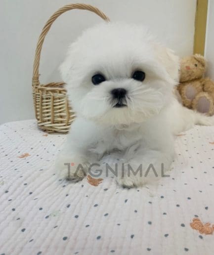 Maltese puppy for sale, dog for sale at Tagnimal