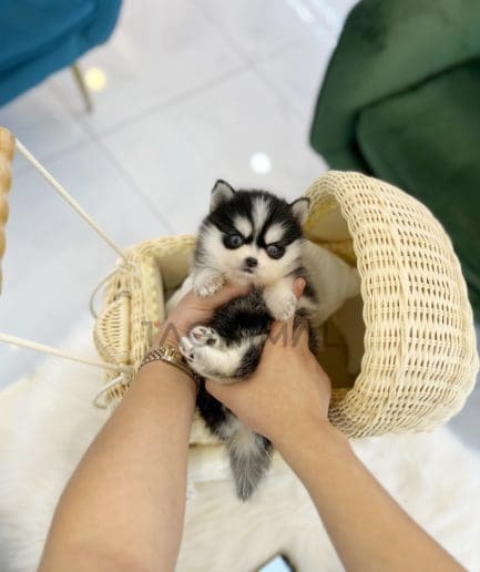 Pomsky puppy for sale, dog for sale at Tagnimal