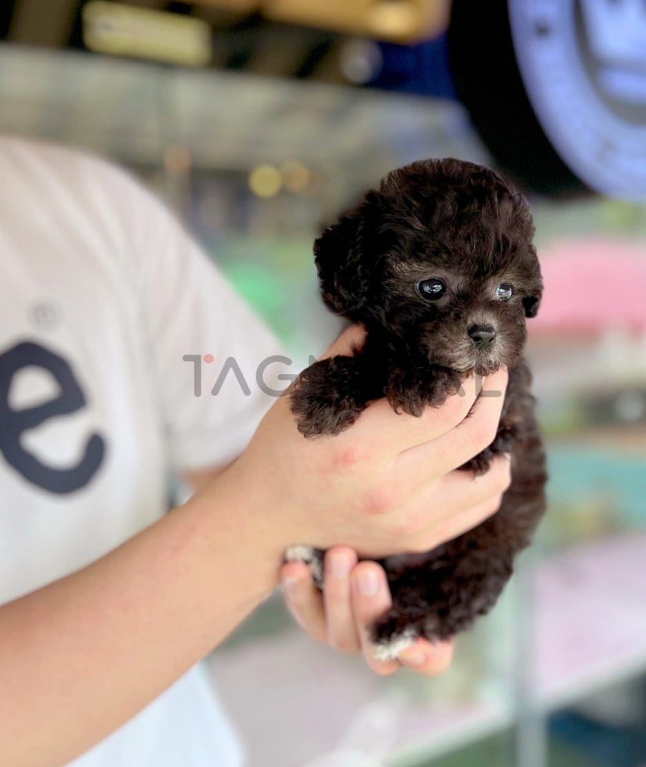 Poodle puppy for sale, dog for sale at Tagnimal