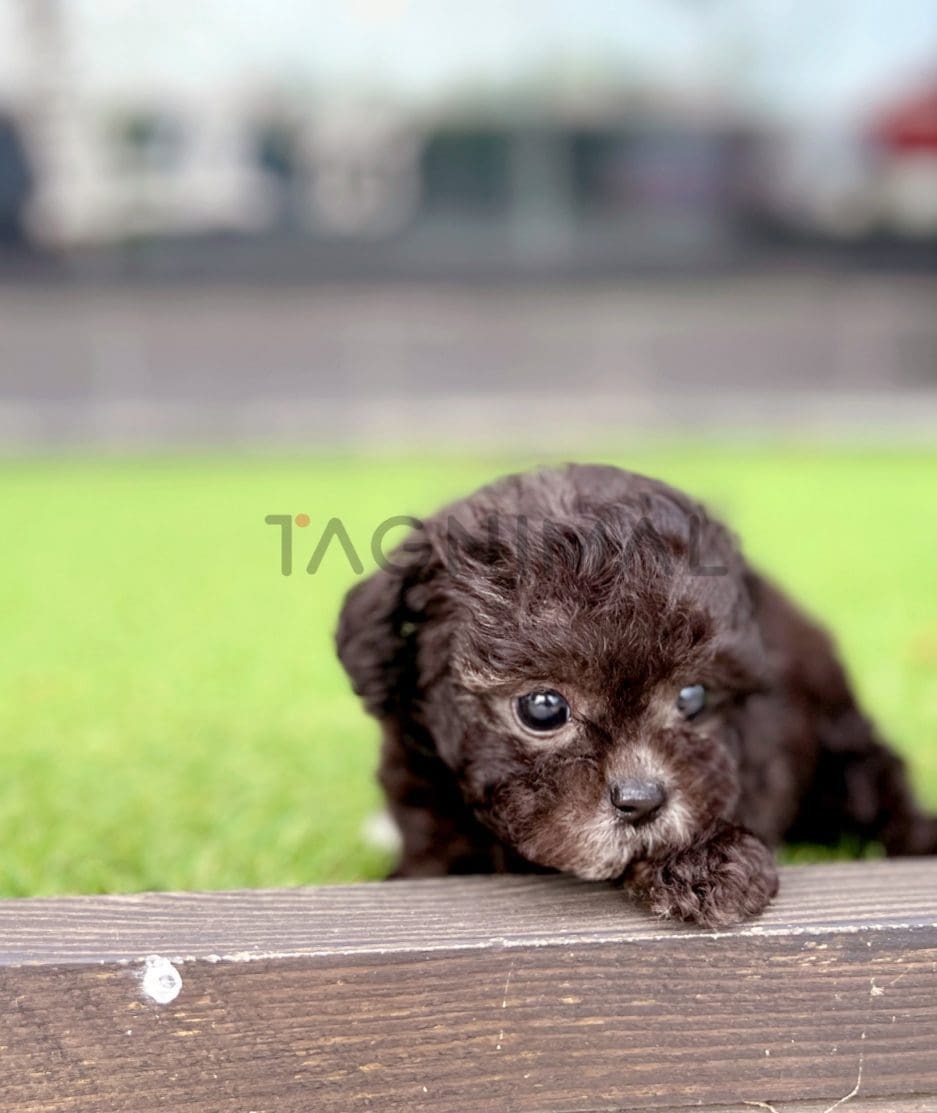 Poodle puppy for sale, dog for sale at Tagnimal