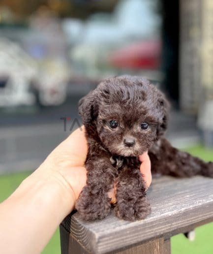 Poodle puppy for sale, dog for sale at Tagnimal