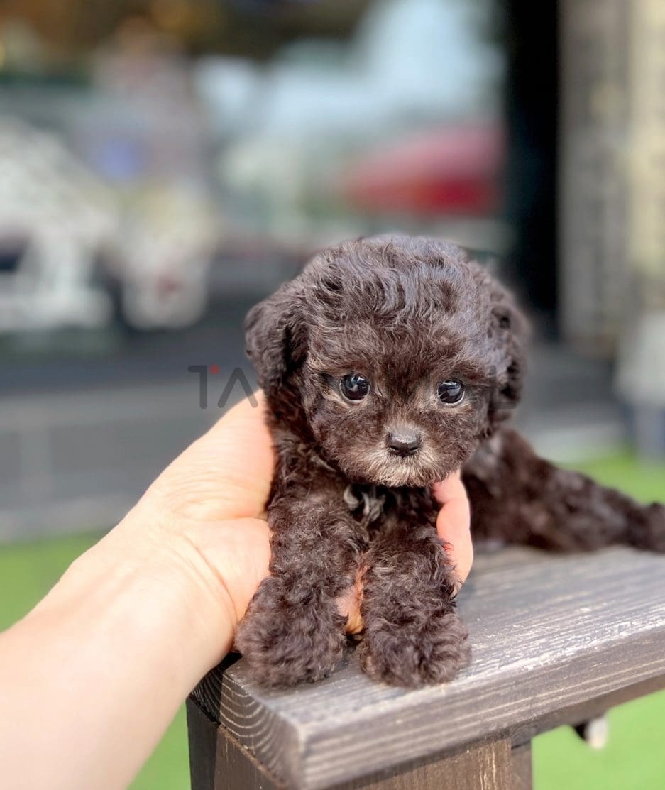 Poodle puppy for sale, dog for sale at Tagnimal