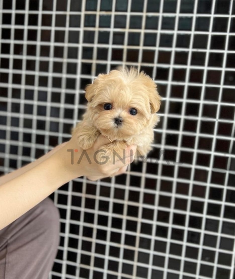 Maltipoo puppy for sale, dog for sale at Tagnimal