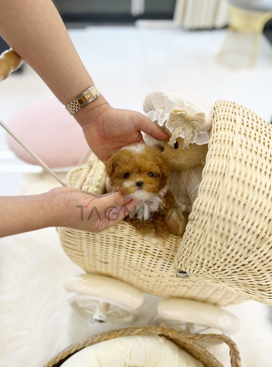 Maltipoo puppy for sale, dog for sale at Tagnimal